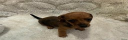 Miniature Dachshund dogs for sale: Gorgeous Miniature Dachshund Puppies  - Advert 1