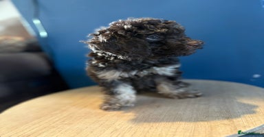 Miniature Poodle dogs Chocolate Phantom Mini Poodle -Ready Now - Advert 8