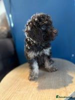 Miniature Poodle dogs Chocolate Phantom Mini Poodle -Ready Now - Advert 8