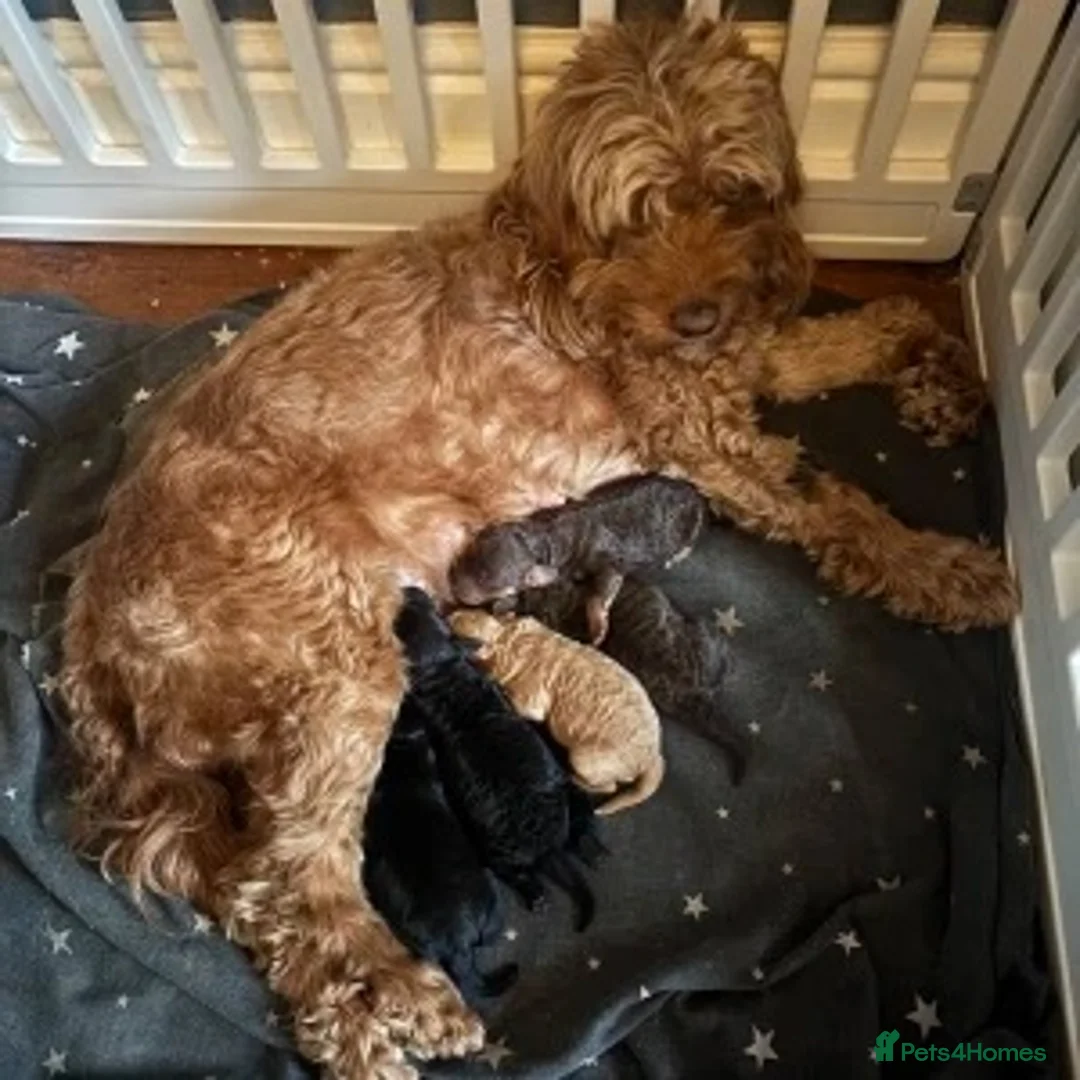 Cockapoo dogs for sale: 2 Stunning F1 Female Cockapoo Puppies Ready Now - Advert 1