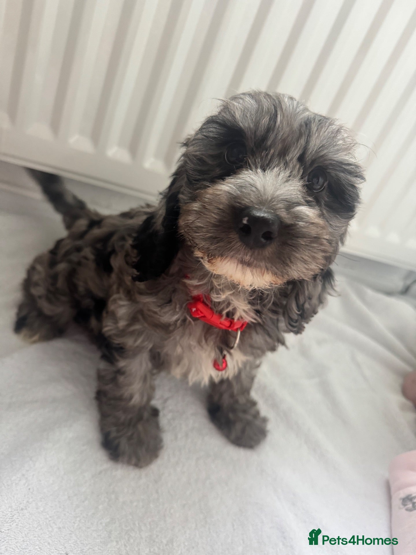 Cockapoo dogs for sale: F1 miniature cockapoos - Advert 2