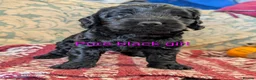 Cockapoo dogs for sale: Licensed breeder, health tested F1 cockapoos - Advert 18