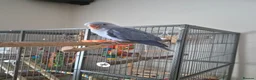 Parakeets birds for sale: Beautiful lilac tame ringneck  in Keighley - Advert 2
