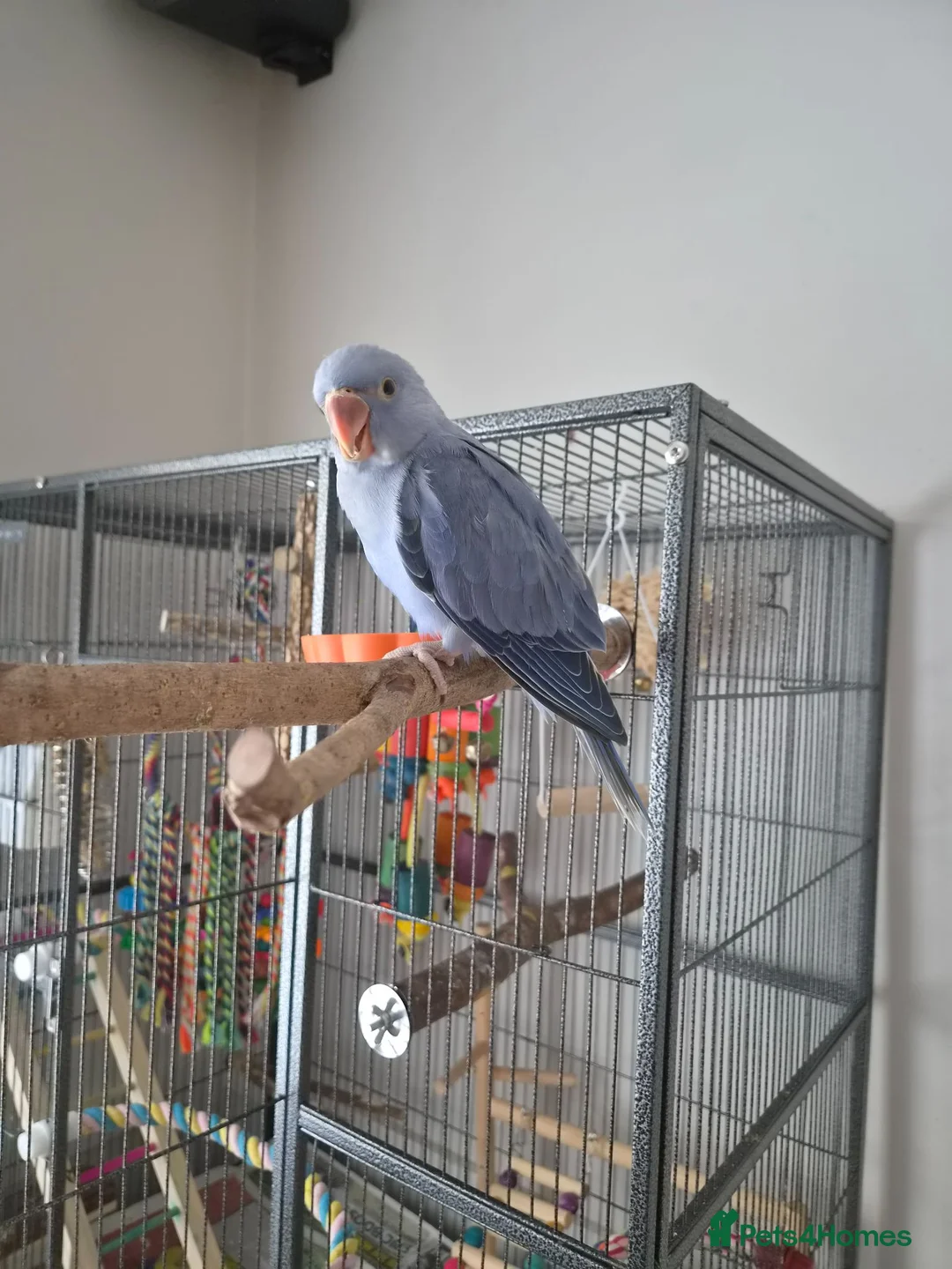 Parakeets birds for sale: Beautiful lilac tame ringneck  in Keighley - Advert 2