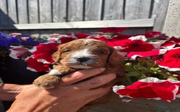 Cavapoo dogs for sale: Health tested cavapoo - Image 5