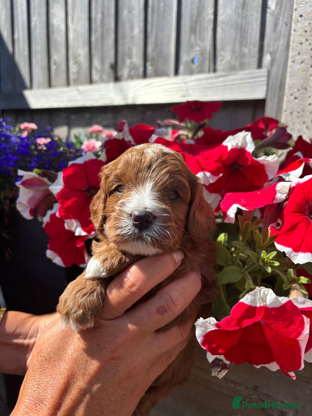 Cavapoo dogs for sale: Health tested cavapoo - Image 5