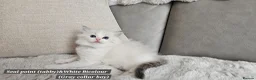 Ragdoll cats for sale: Stunning Ragdoll Kittens – Boys Only (TICA) - Advert 12
