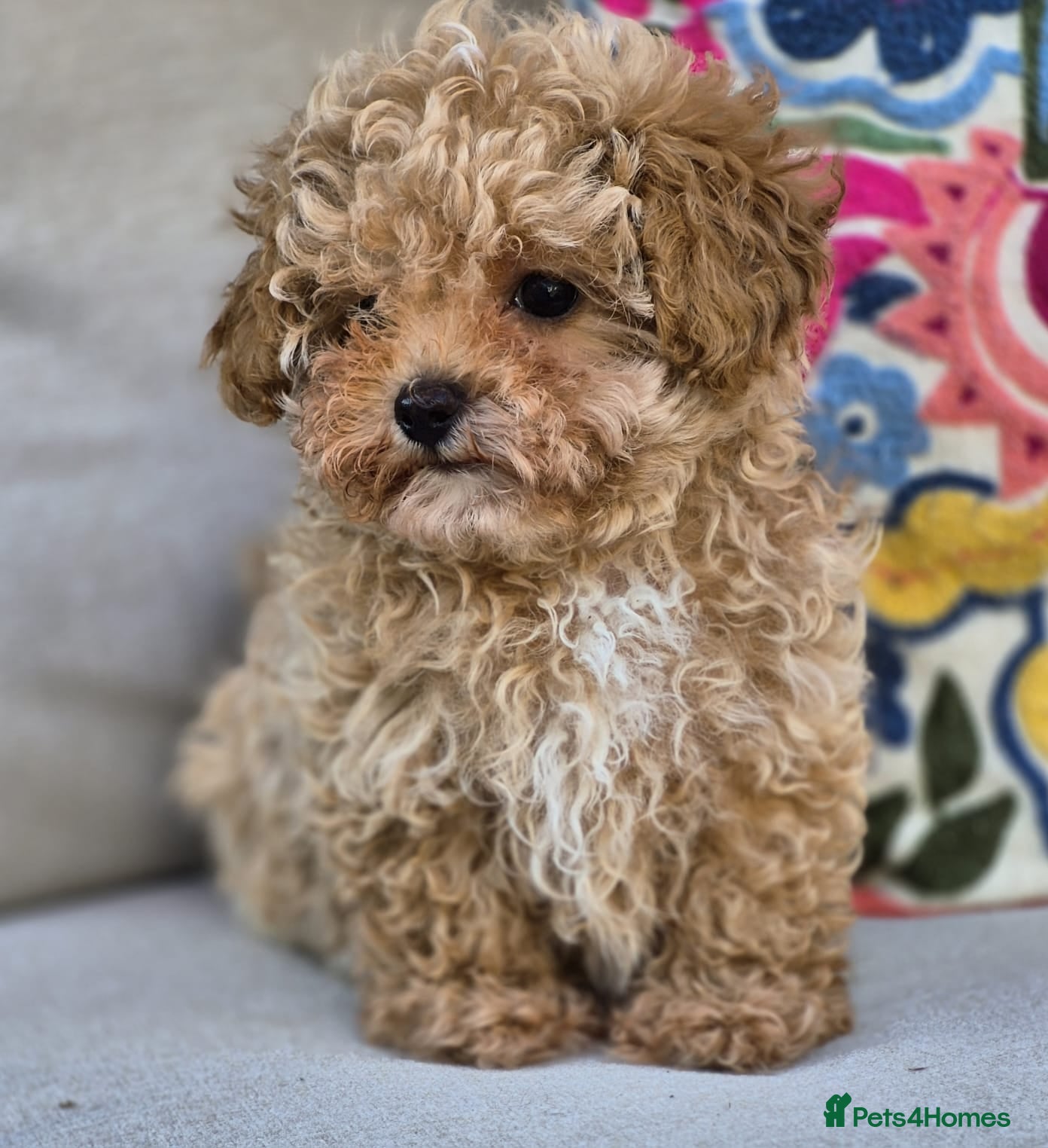 Maltipoo dogs 🐶Amazing Tiny Asian Korean Maltipoo Puppies🐶🦴  - Advert 1