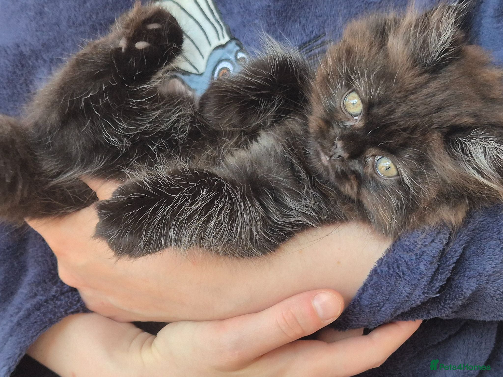 Mixed Breed cats Beautiful Black Ragdoll x Persian Kitten Ready Now - Advert 2