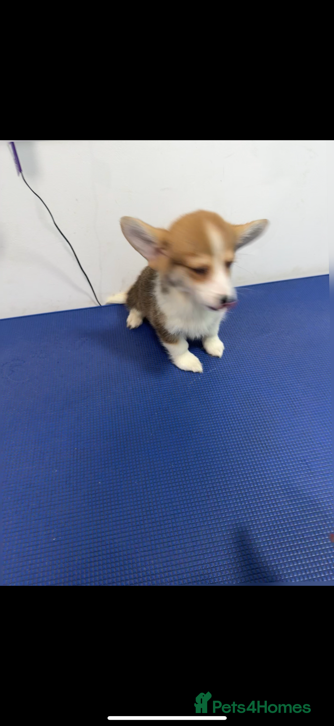 Welsh Corgi Pembroke dogs for sale: Kc reg Pembroke 1 boy left beautiful markings 💙 - Advert 26