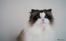 Ragdoll cats for sale: retired queens find new home - Image 2
