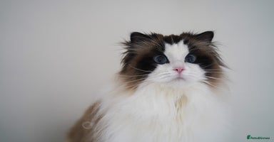 Ragdoll cats - Advert 10