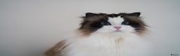 Ragdoll cats for sale: retired queens find new home - Advert 2
