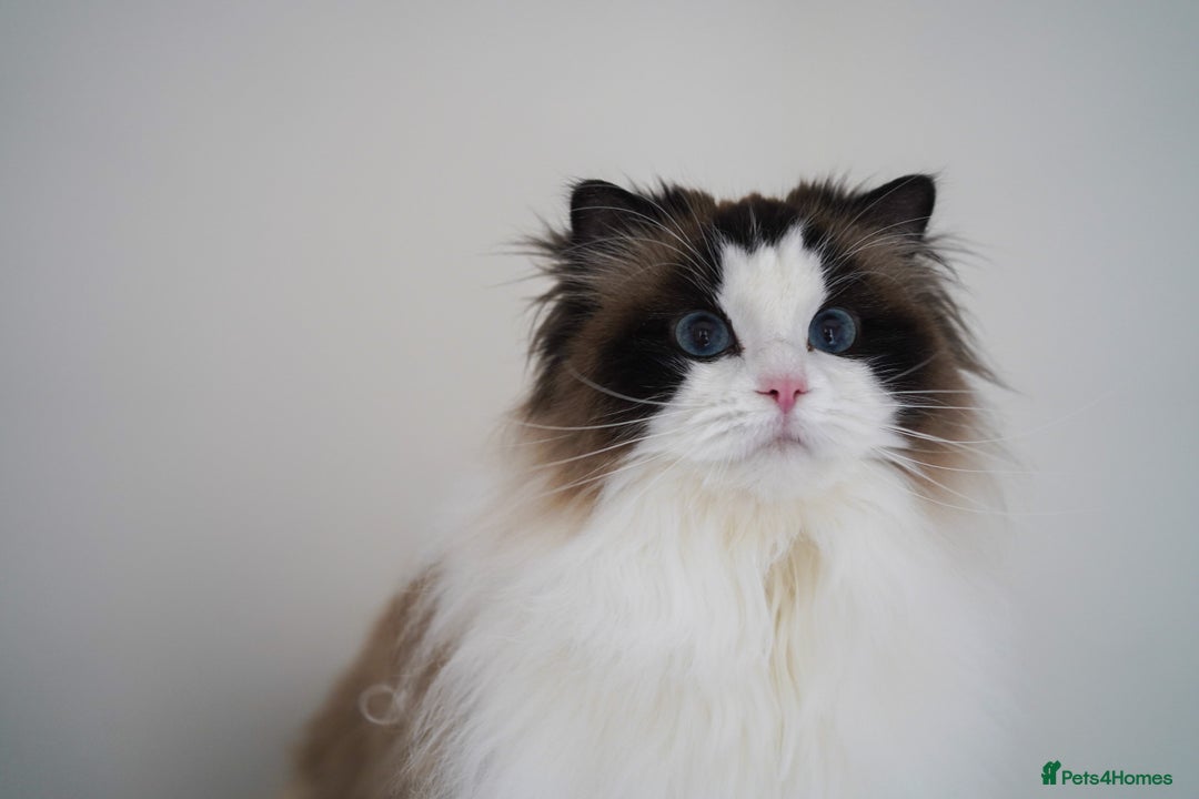 Ragdoll cats for sale: retired queens find new home - Image 2