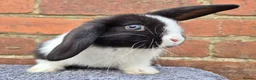 Mini Lop rabbits for sale: Mini lops ready to leave now 8 weeks old  - Advert 6