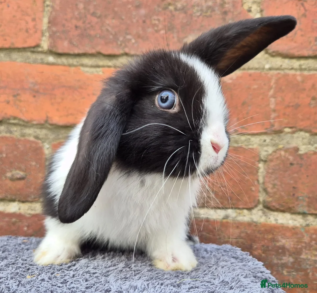Mini Lop rabbits for sale: Mini lops ready to leave now 8 weeks old  - Advert 6