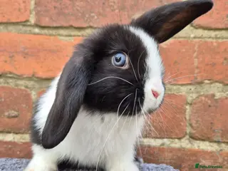 Mini Lop rabbits Mini lops ready - Advert 1
