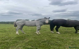 Irish Draught horses for sale: Irish Draught/ISH foals for sale  - Image 6