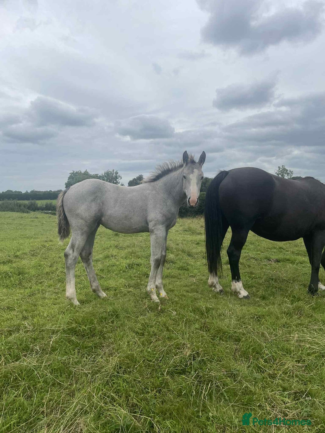 Irish Draught horses for sale: Irish Draught/ISH foals for sale  - Image 6