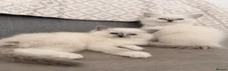 Ragdoll cats for sale: Beautiful Ragdoll Kittens - Advert 21