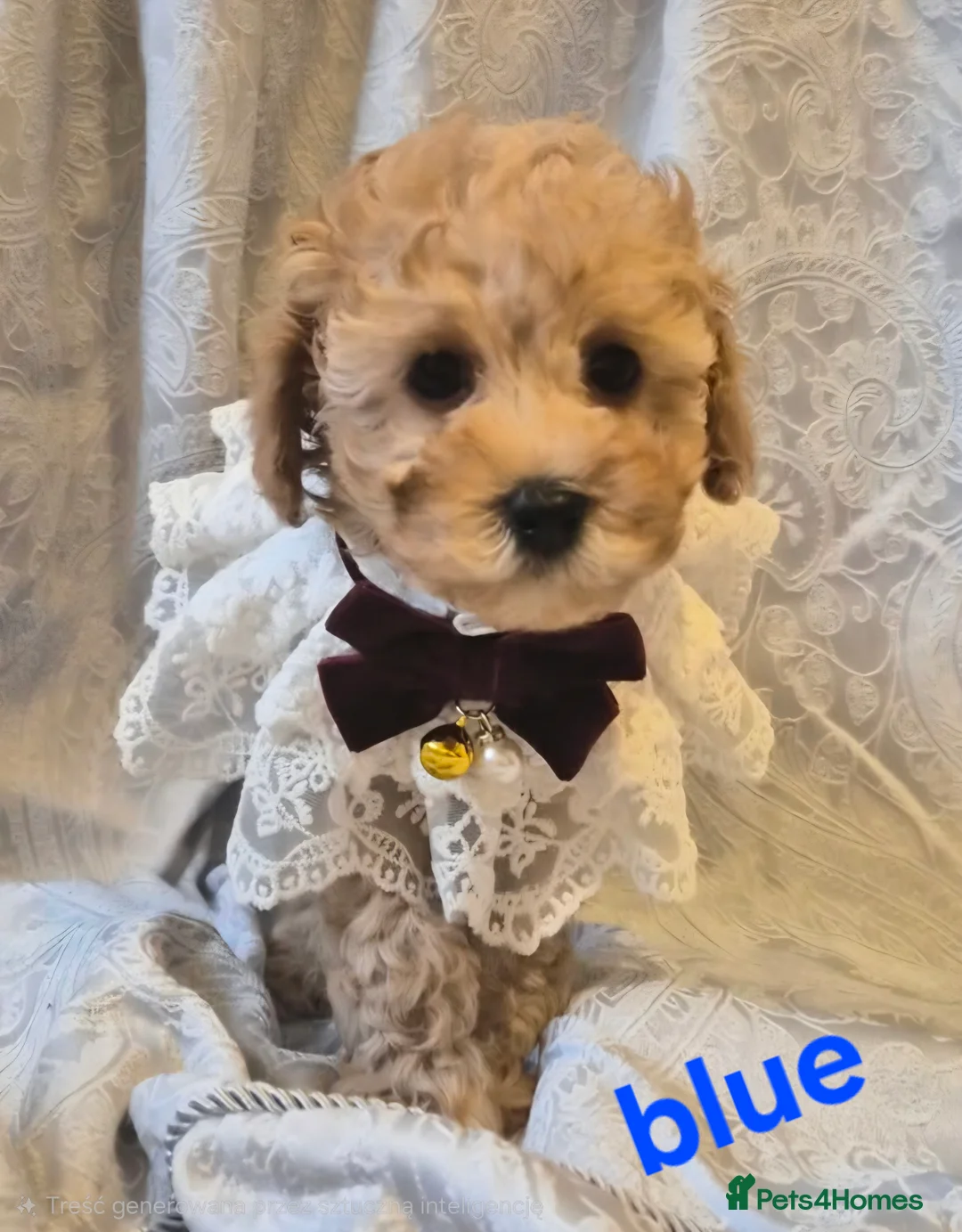 Miniature Poodle dogs for sale: four beautiful little red poodle girls - Advert 5