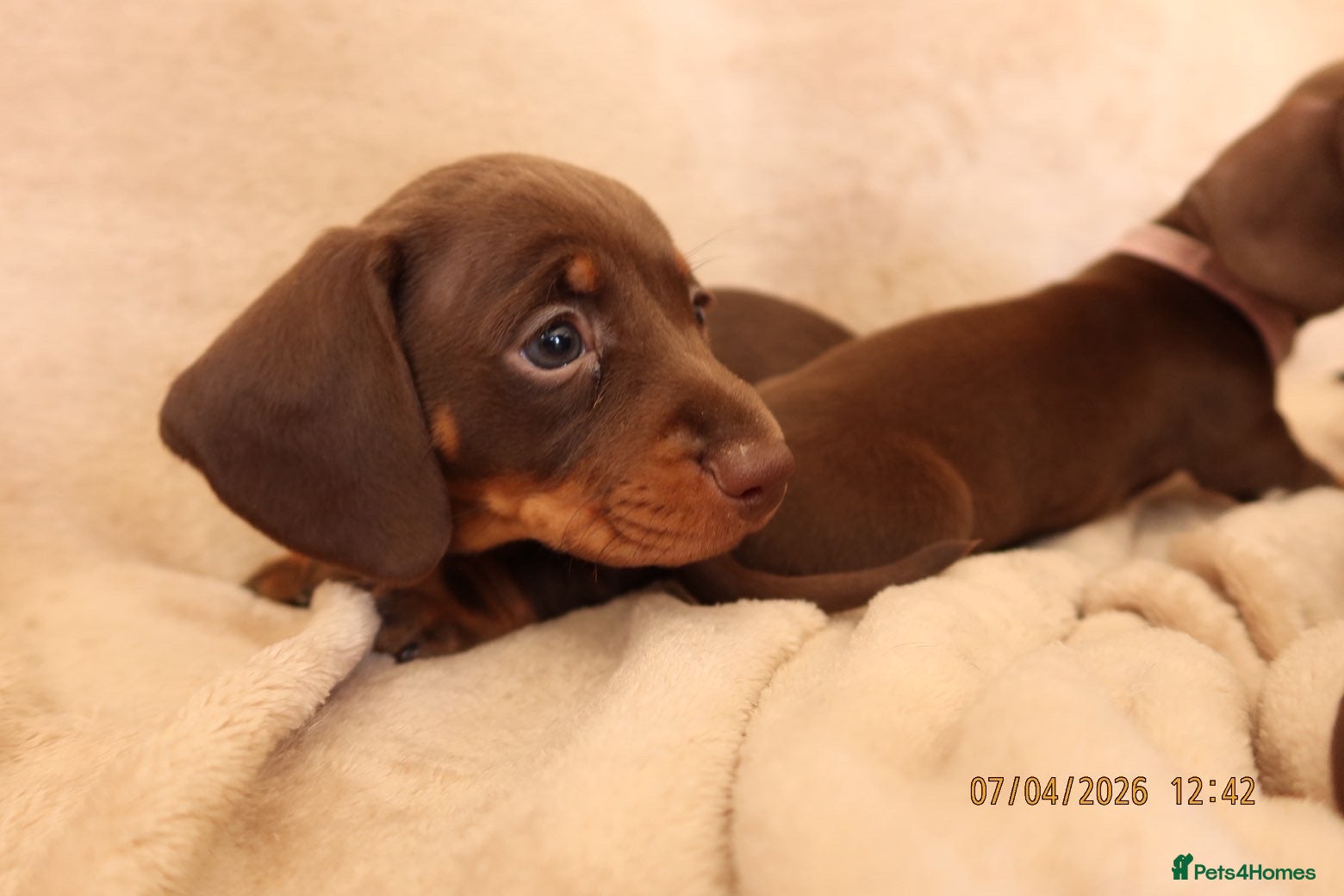 Miniature Dachshund dogs  Chocolate and tanned miniature dachshund puppies. - Advert 1