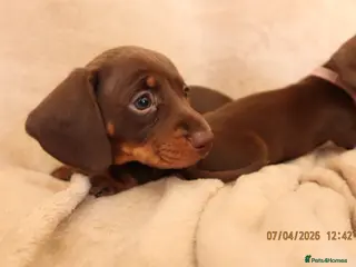 Miniature Dachshund dogs Chocolate and tanned miniature dachshund puppies. - Advert 1