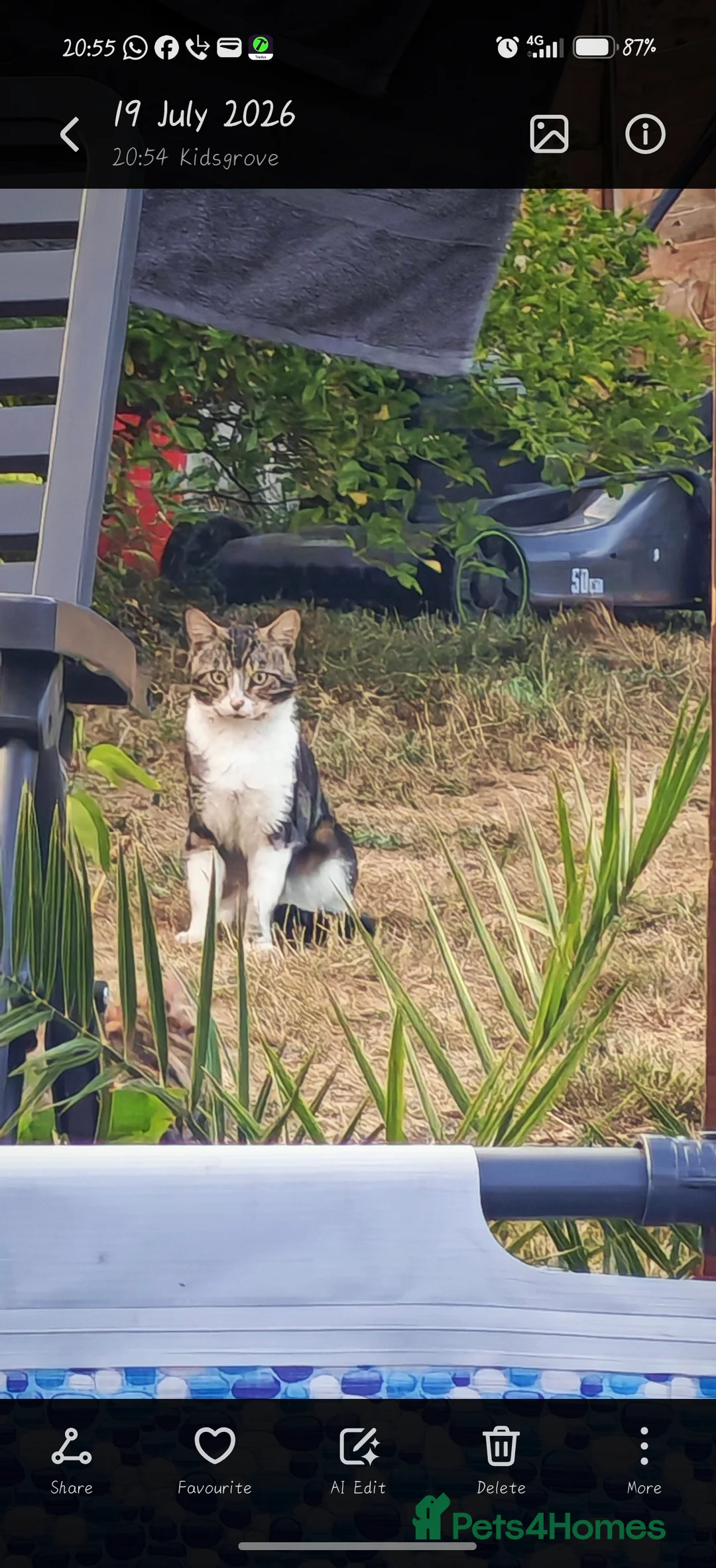 Bengal cats for sale: Lovely kitten looking for forever home - Advert 2