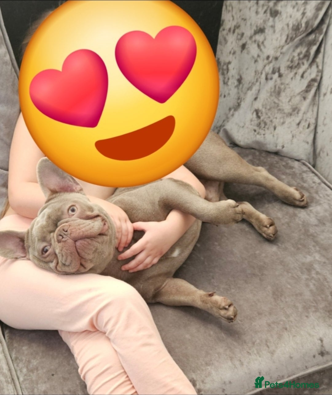 French Bulldog dogs for sale: Loving home required. - Image 5