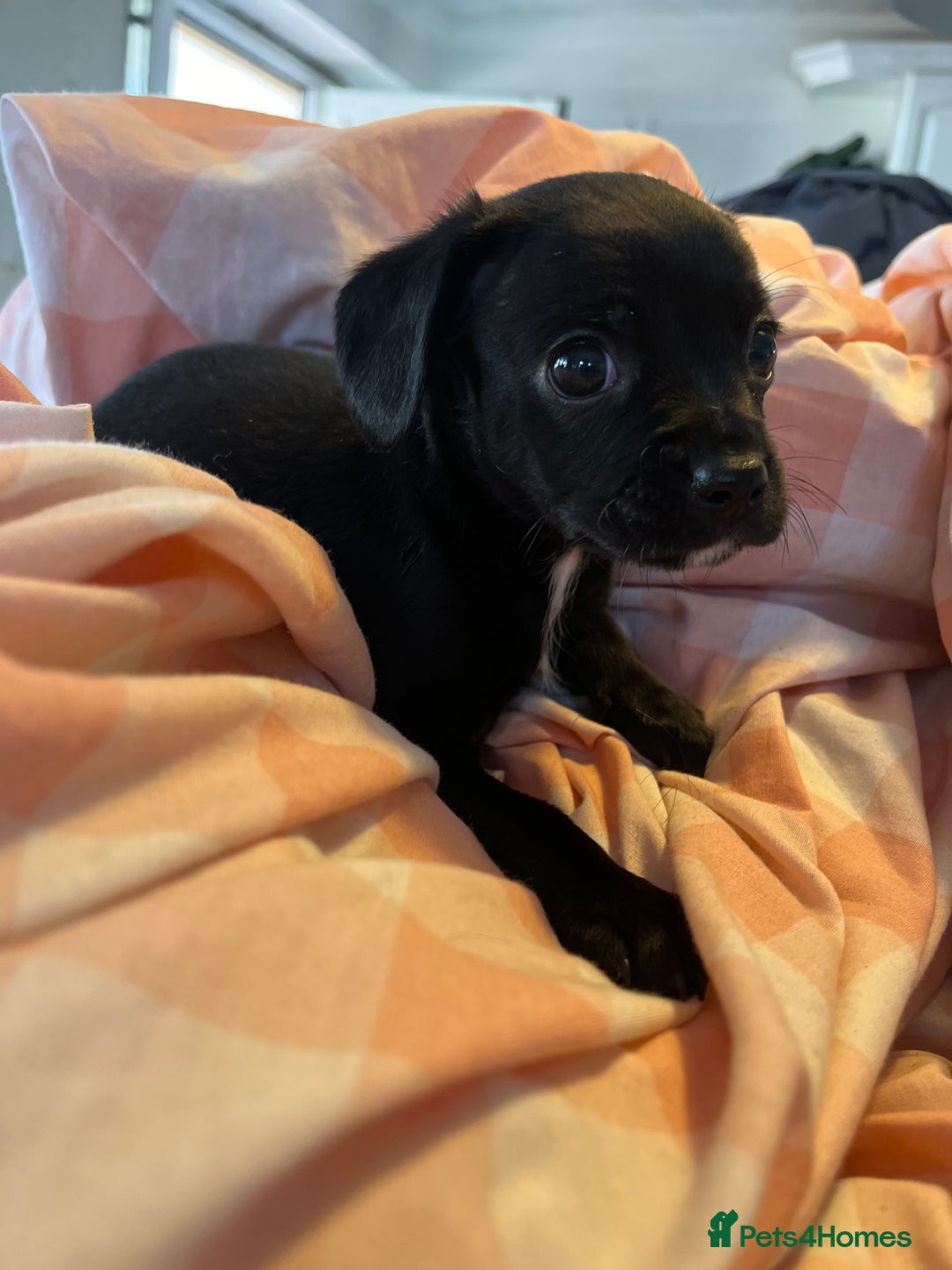Cavalier King Charles Spaniel dogs for sale: Cavalier , King Charles/ Jack Russel Puppies - Image 10