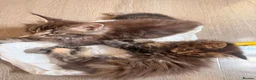 Maine Coon cats for sale: Xl Maine coons for sale  - Advert 16