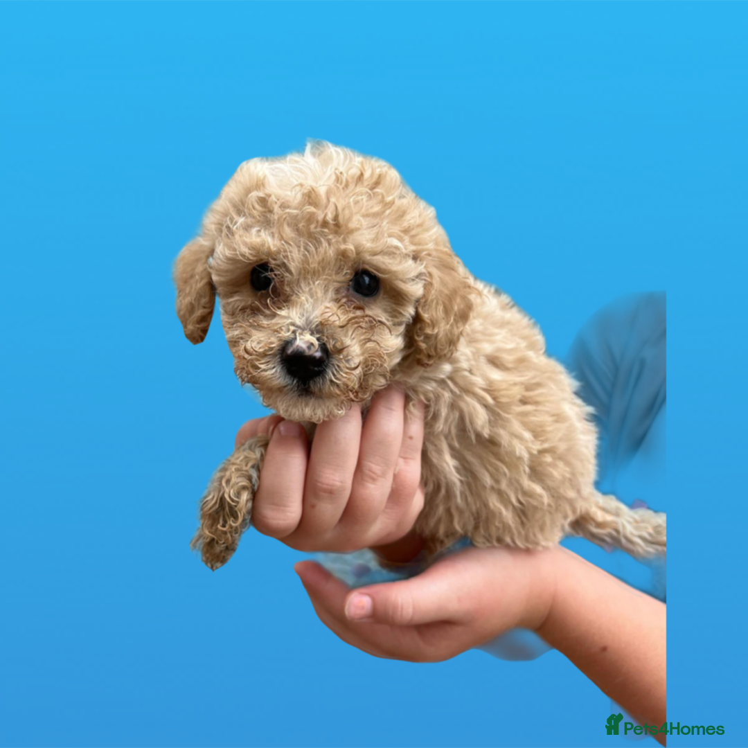 Cockapoo dogs for sale: F1B cockapoo puppys - Image 12