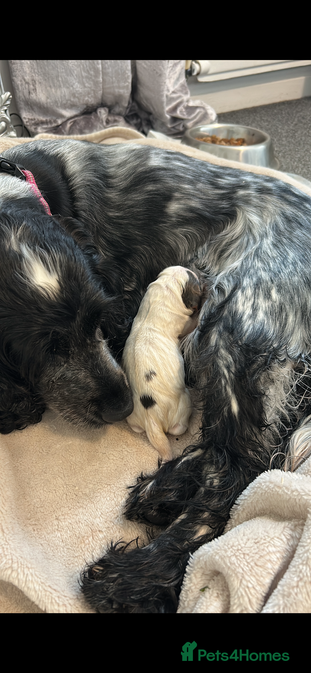 Cocker Spaniel dogs for sale: Show Cocker Spaniel Puppy - Advert 14