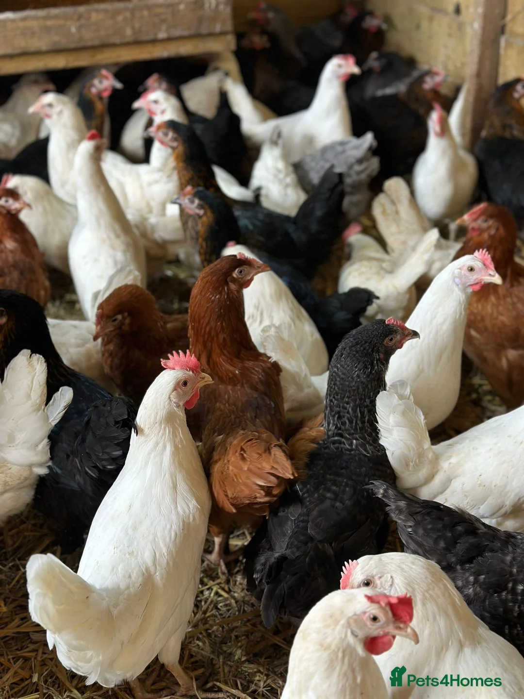 Chickens poultry for sale: All Colour POL Available  in Spalding - Advert 9