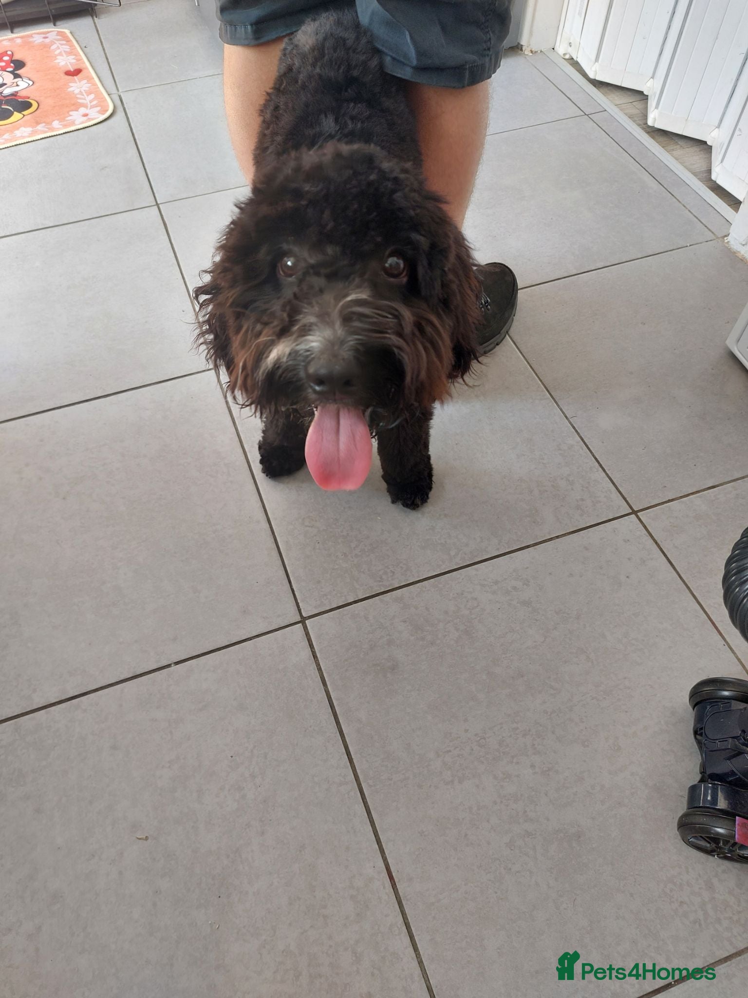 Cockapoo dogs Rocco - Advert 2