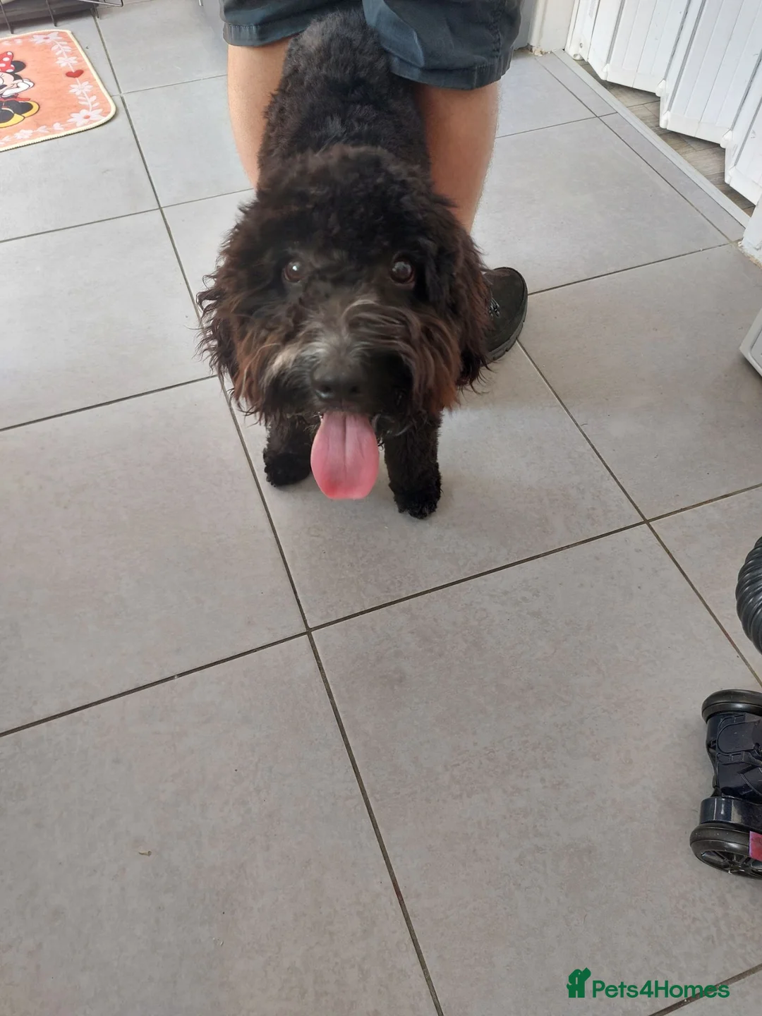 Cockapoo dogs for sale: Rocco in Saint Helens - Advert 2