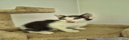 Mixed Breed cats for sale: 5 Gorgeous kittens for sale in Bedford - Advert 13