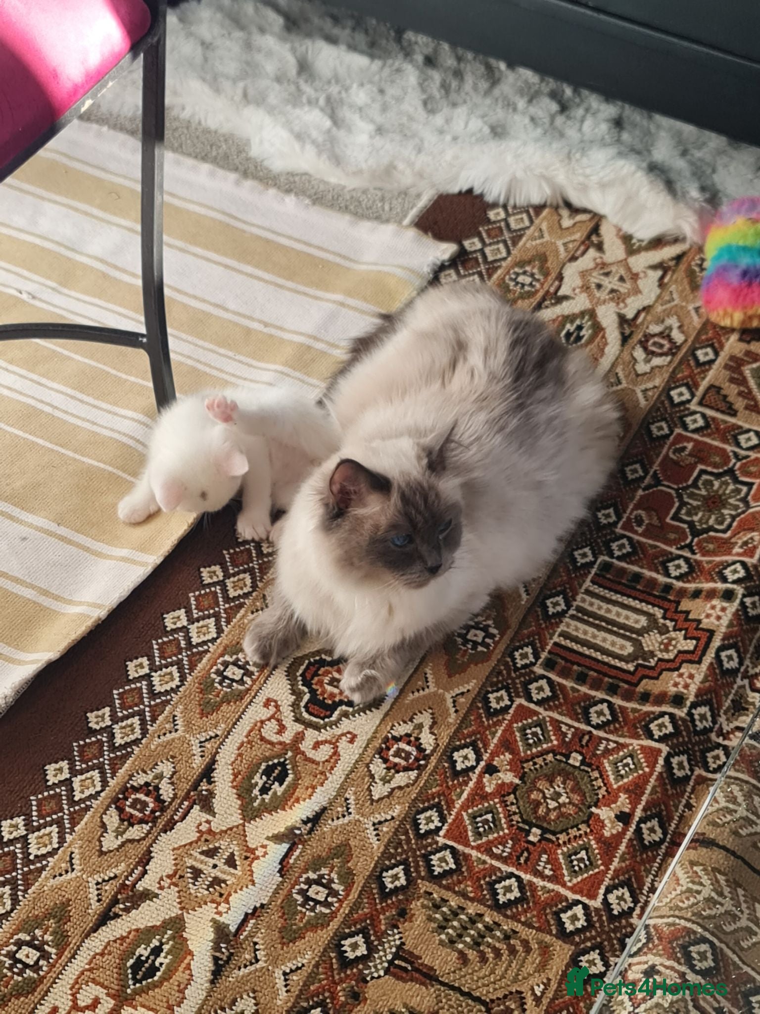 Ragdoll cats Ragdoll Mixed - Advert 5