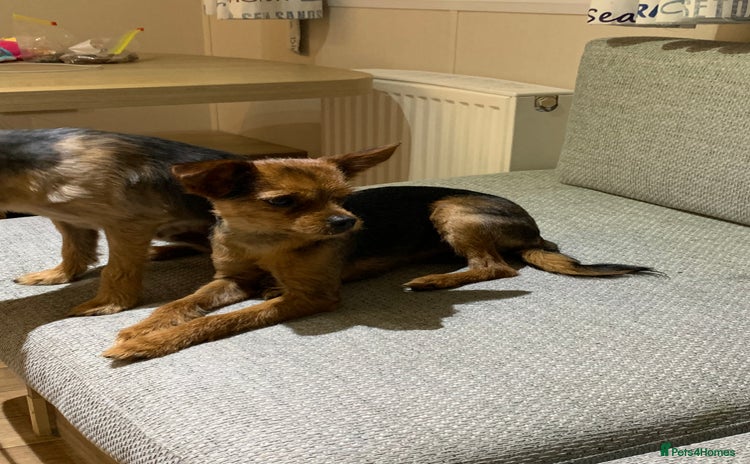 Chorkie dogs - Advert 1