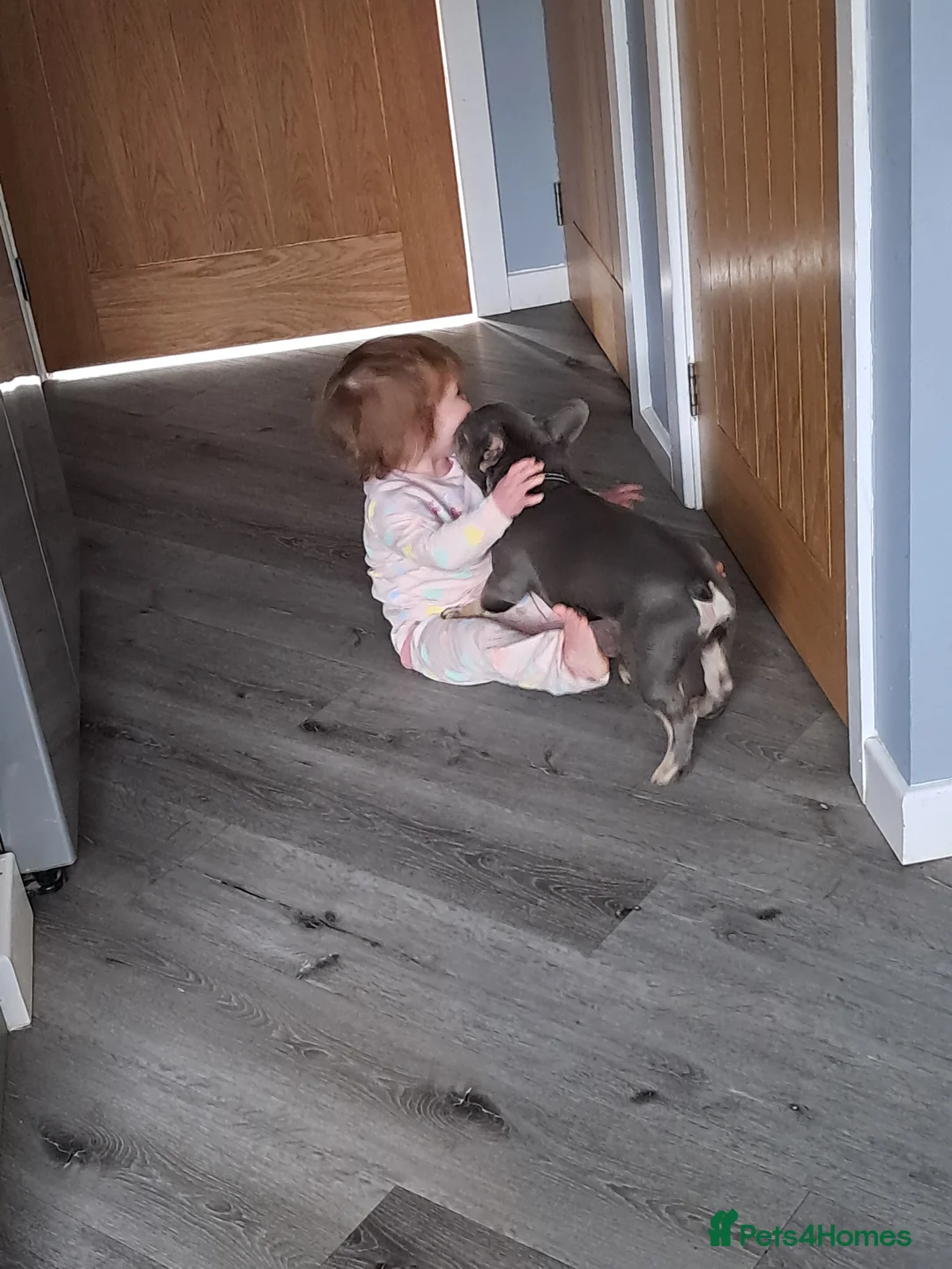 French Bulldog dogs for sale: Male Fench bulldog - Advert 8