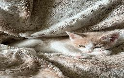 Domestic Shorthair cats for sale: Loving Home-Raised Kittens for Sale - Read Discrip - Image 21