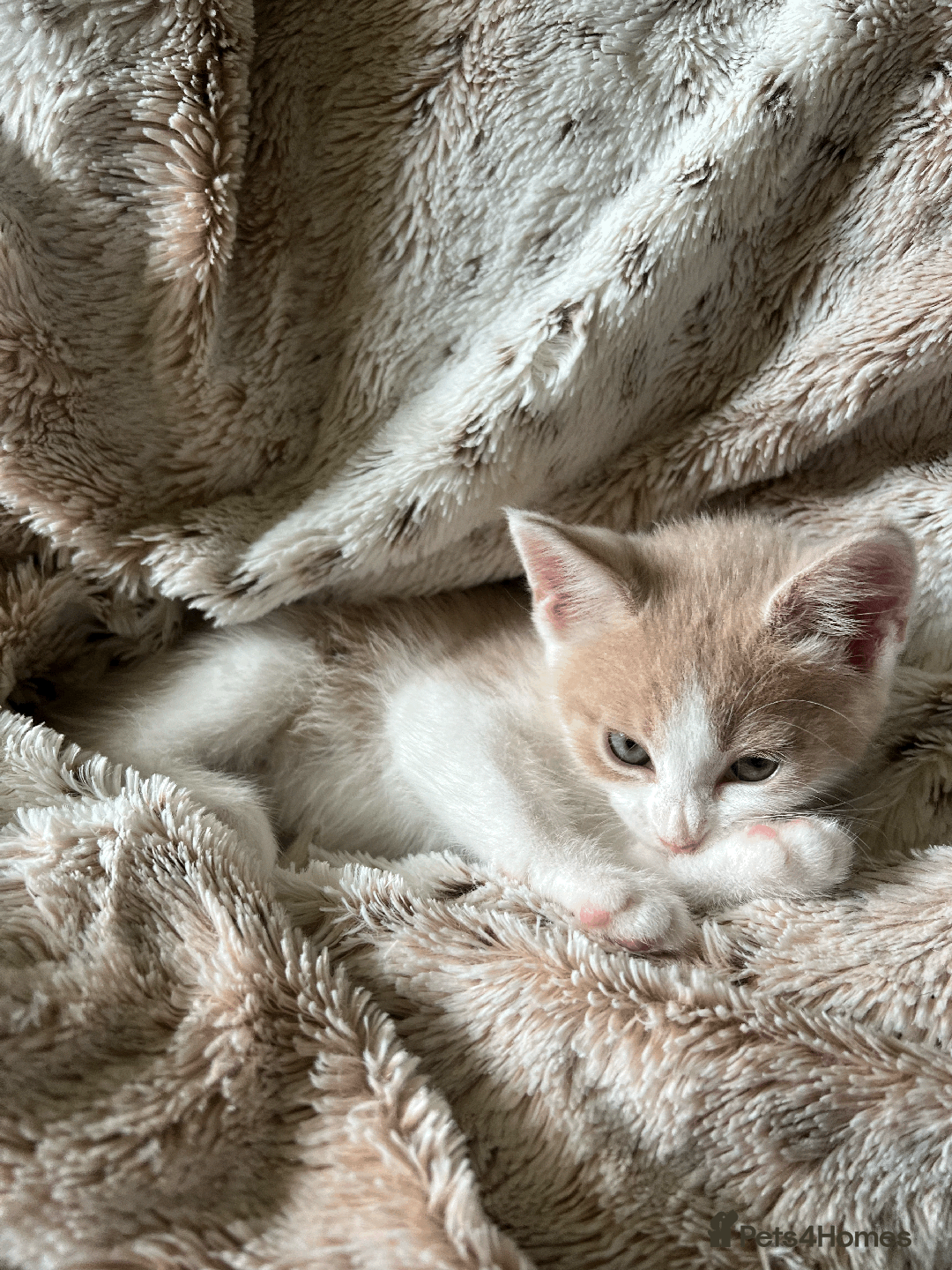 Domestic Shorthair cats for sale: Loving Home-Raised Kittens for Sale - Read Discrip - Image 21