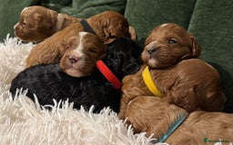 Cavapoo dogs for sale: Cavapoo puppies fully health tested parents - Image 25