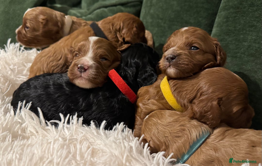 Cavapoo dogs for sale: Cavapoo puppies fully health tested parents - Image 25