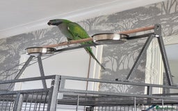 Parrots birds for sale: Derbyan male - Image 2