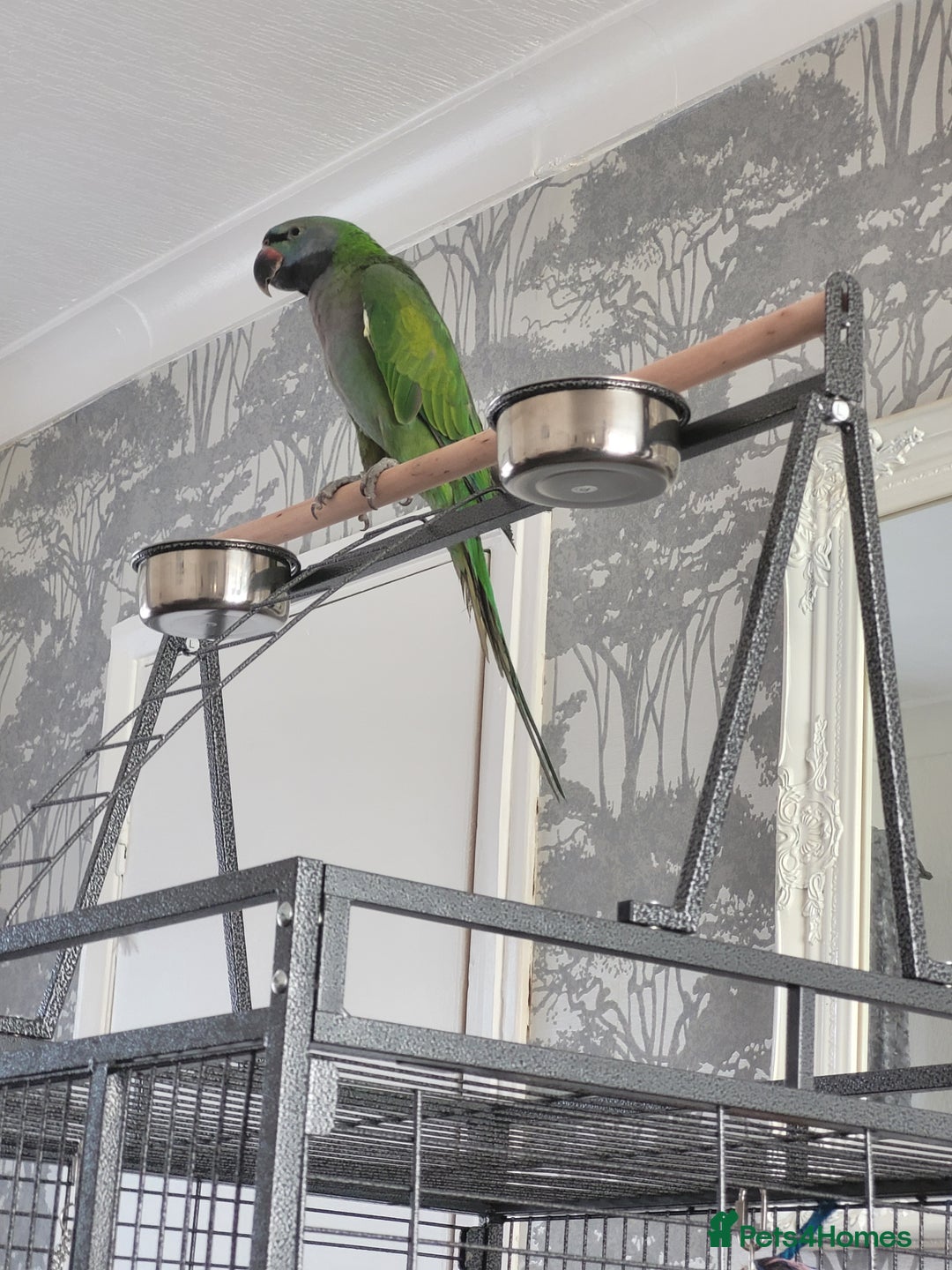 Parrots birds for sale: Derbyan male - Image 2