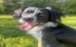 Sprollie dogs for sale: Freddie - Advert 1