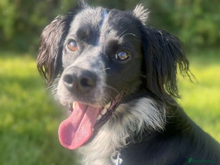 Sprollie dogs for sale: Freddie - Advert 1