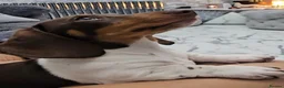 Miniature Dachshund dogs for stud: Kinder piebald miniature dachshund stud kc in Blackburn - Advert 8