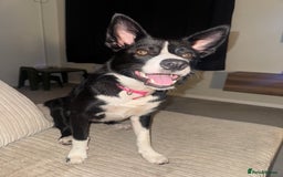 Border Collie dogs for sale: Border Collie Female 7 months old  - Advert 6